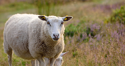 Buy stock photo Portrait of two sheep standing together, grazing on farm pasture. Hairy wool animals on grass on remote farmland and agriculture estate with copyspace. Raising live lamb for dairy, clothing industry