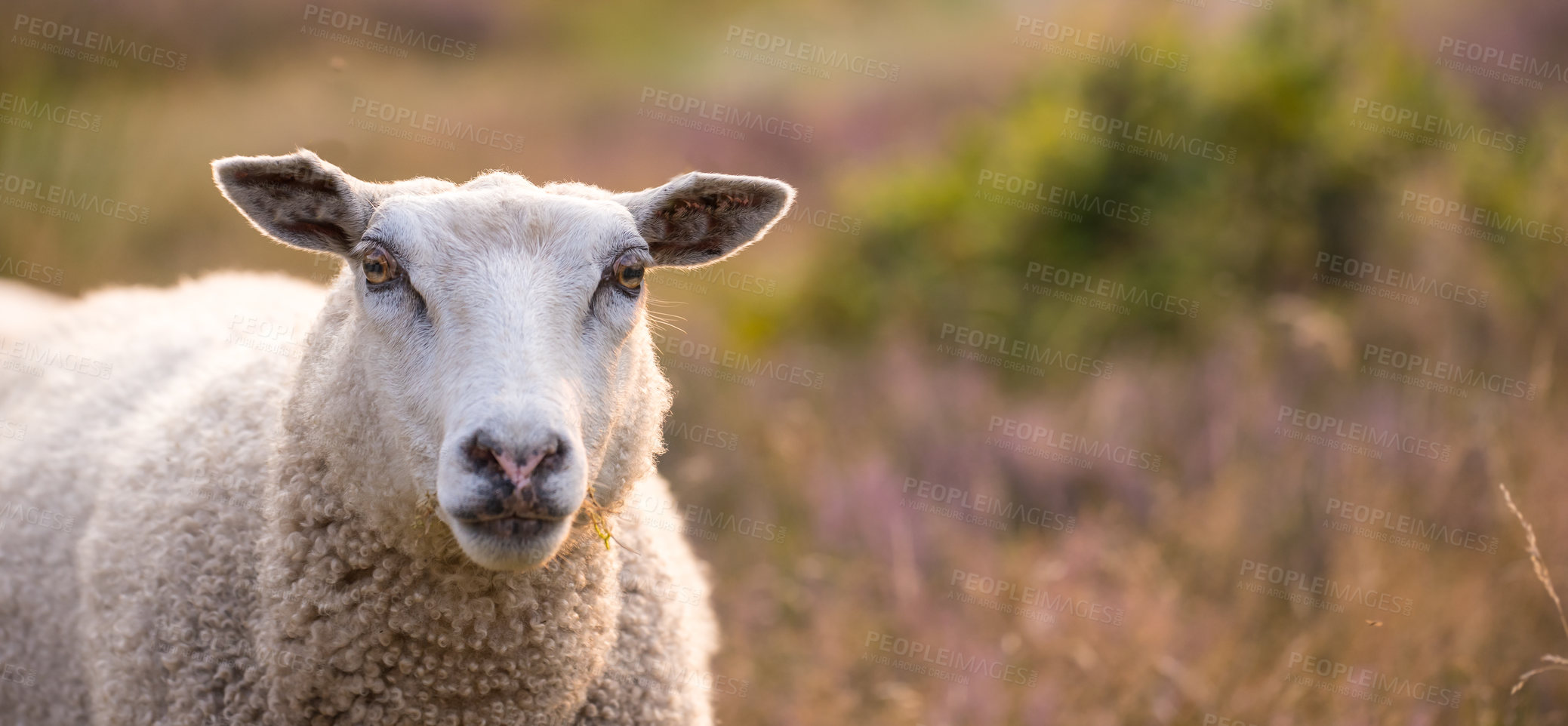 Buy stock photo Sheep in sunset at heather in Rebild National Park, Denmark