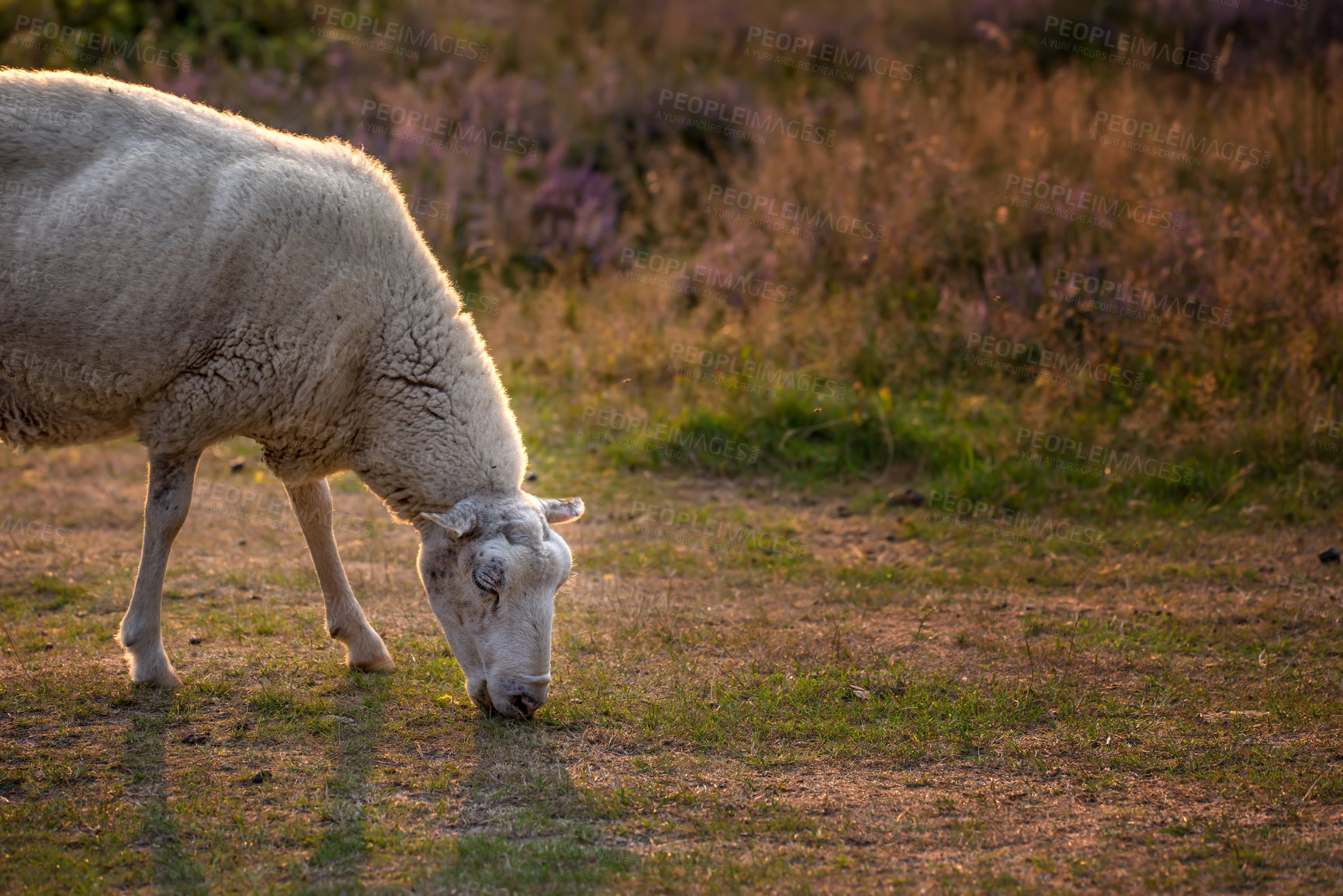 Buy stock photo Sheep grazing in a heather meadow during sunset in Rebild National Park, Denmark. One sheep walking and eating grass on a purple blooming field or a pastoral land