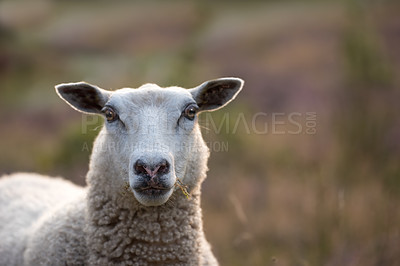 Buy stock photo Sheep grazing in a heather meadow during sunset in Rebild National Park, Denmark. One woolly sheep walking and eating grass on a blooming field or a pastoral land. Free range mutton farm