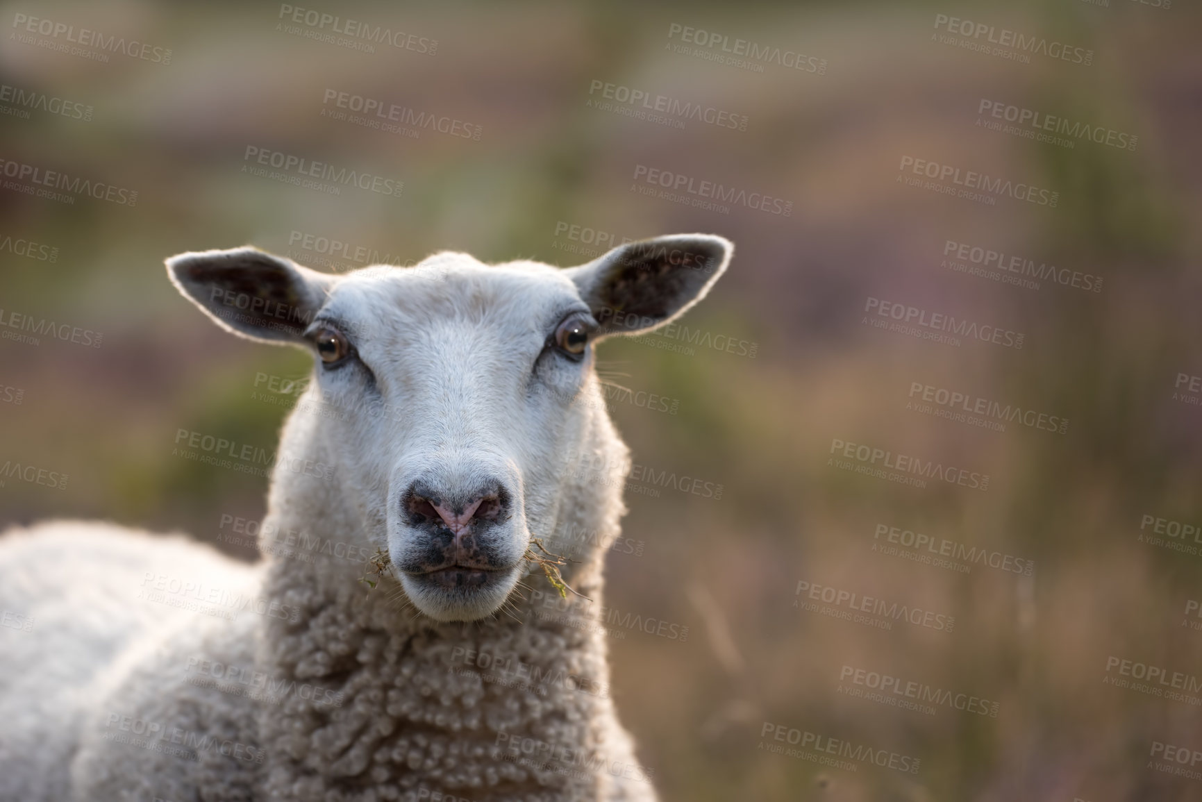 Buy stock photo Sheep grazing in a heather meadow during sunset in Rebild National Park, Denmark. One woolly sheep walking and eating grass on a blooming field or a pastoral land. Free range mutton farm