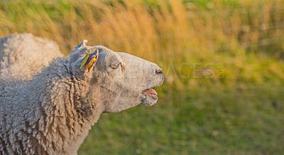 Buy stock photo Profile of one sheep in a meadow at sunset on lush farmland. Shaved sheered wooly sheep eating grass on a field. Wild livestock in Rebild National Park, Denmark. Free range organic mutton