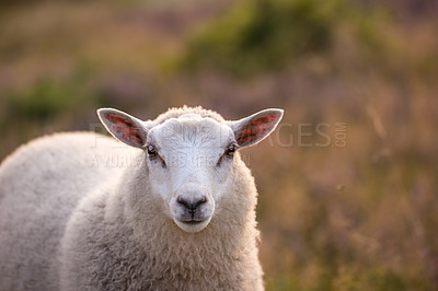 Buy stock photo Portrait of a little white sheep standing on sustainable ecological farmland in Denmark, countryside. One white lamb relaxing and grazing in a lush organic field on a calm agricultural farm in nature