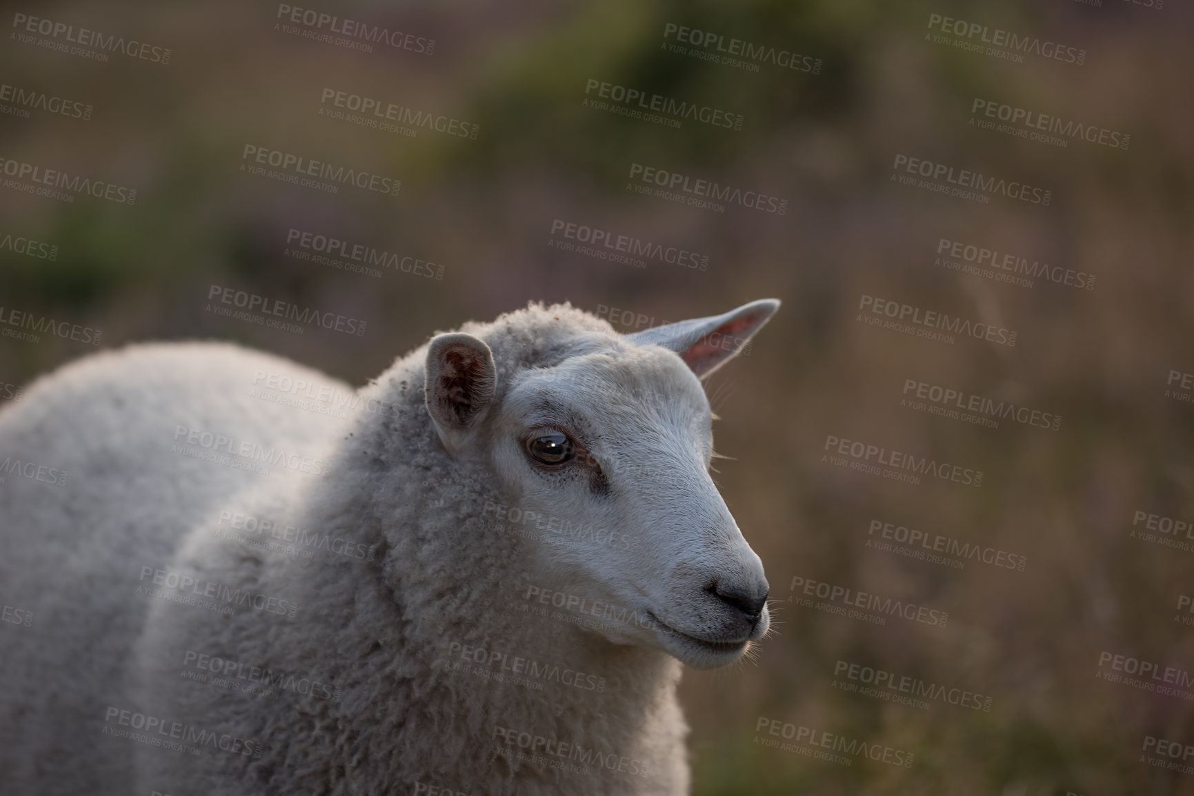 Buy stock photo Closeup of a sheep grazing in a heather meadow at sunset on a farm in north Germany. One woolly lamb walking and eating grass on a field or pastoral land. Free range mutton farming and agriculture