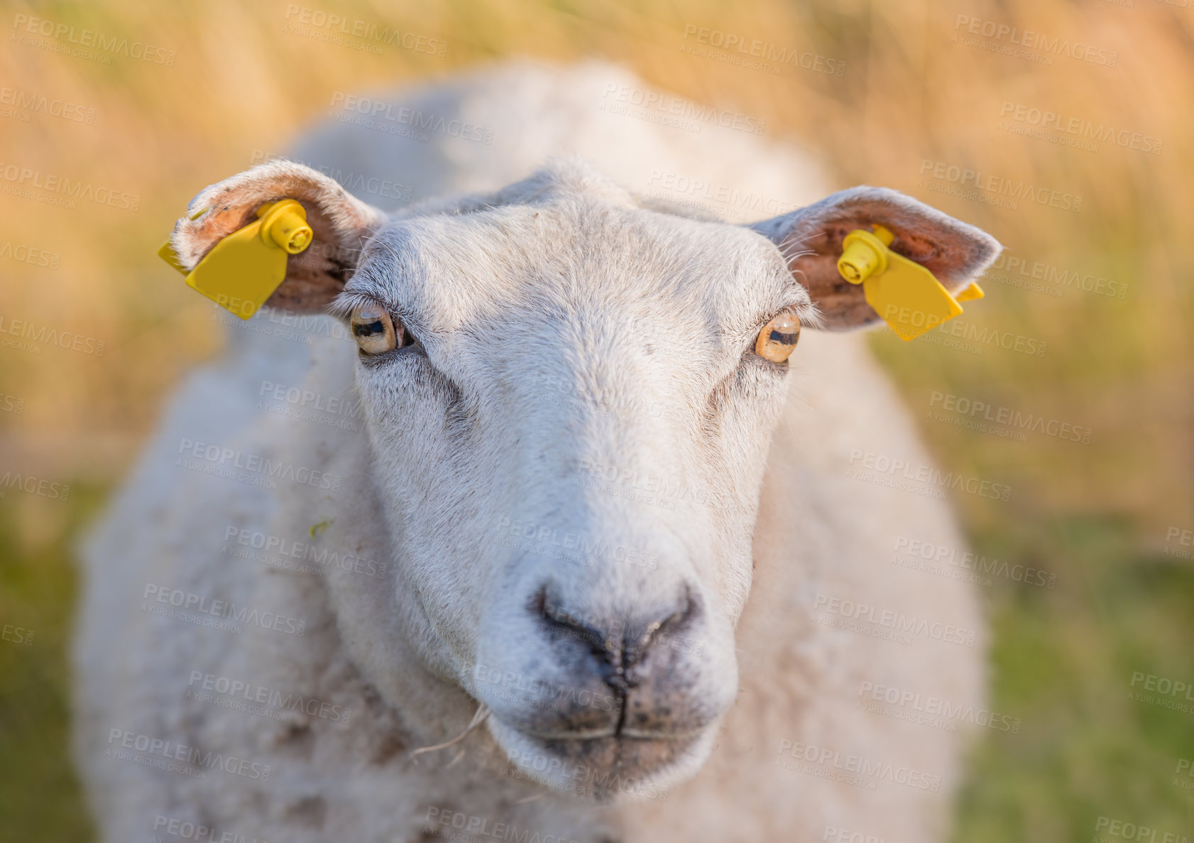 Buy stock photo Sheep grazing in a heather meadow during sunset in Rebild National Park, Denmark. One woolly sheep walking and eating grass on a blooming field or a pastoral land. Free range mutton farm