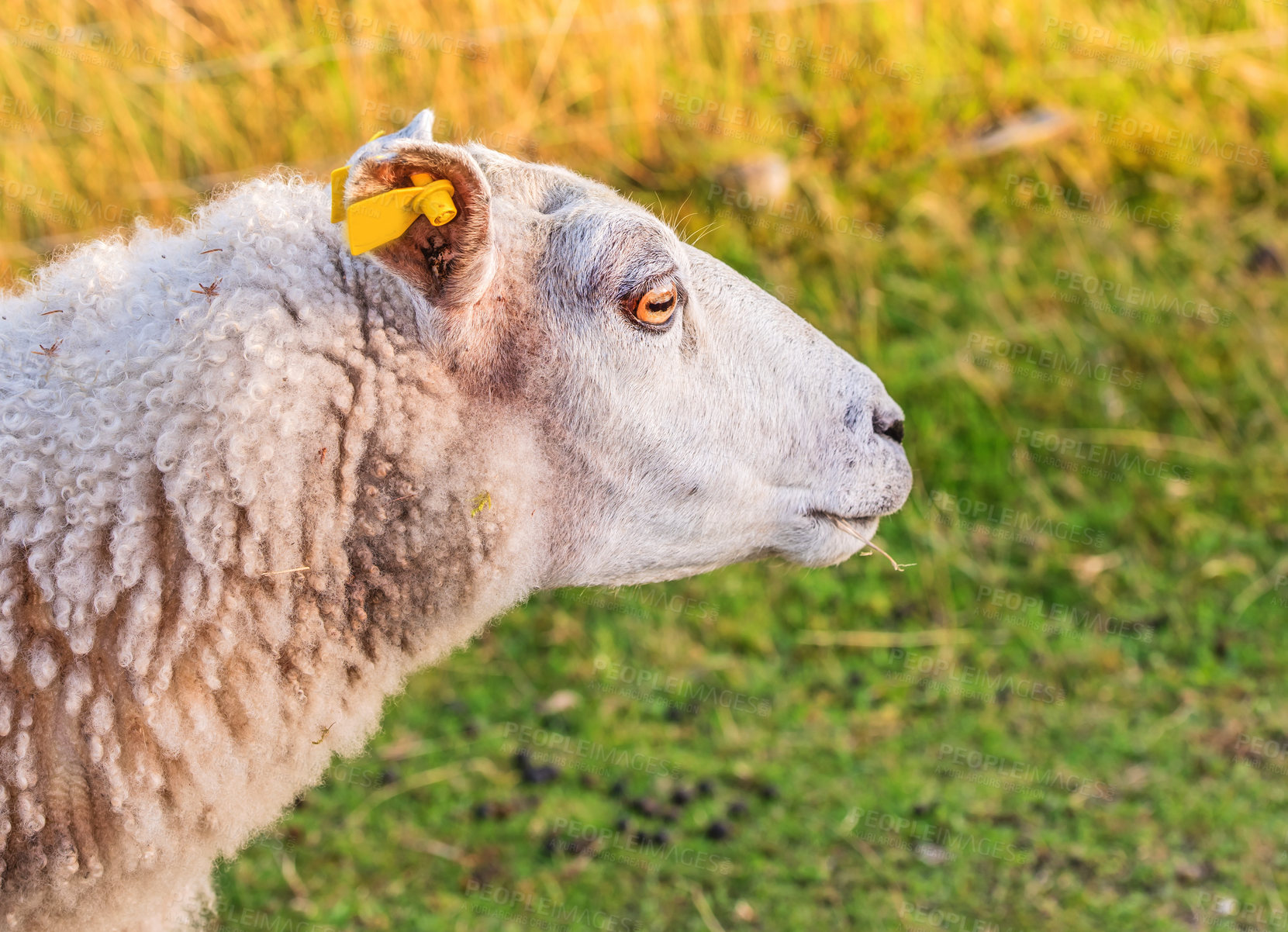 Buy stock photo Sheep in the countryside in Rebild National Park, Denmark. Landscape of animal in nature on a sustainable organic farm. Closeup of an free range livestock living in rural agricultural farmland