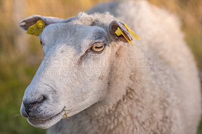 Buy stock photo Portrait of a sheep in a heather meadow during sunset in Rebild National Park, Denmark. Closeup of one woolly sheep standing or walking on a blooming field or a pastoral land