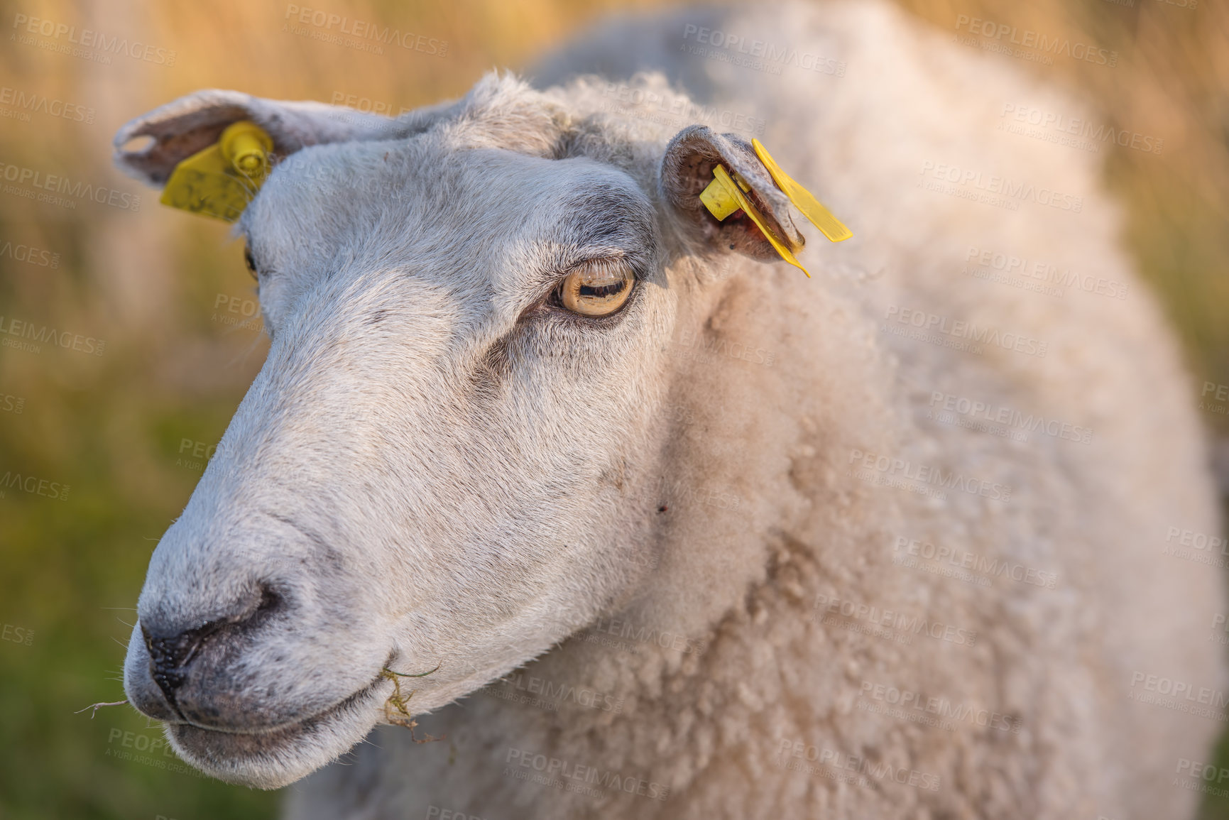 Buy stock photo Portrait of a sheep in a heather meadow during sunset in Rebild National Park, Denmark. Closeup of one woolly sheep standing or walking on a blooming field or a pastoral land