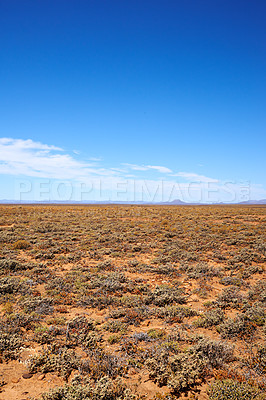 Buy stock photo View of a hot savanna with dried plants on a sunny day in South Africa. An empty African landscape of barren highland with dry green grassland, shrubs, bushes, and a wide open blue sky with copyspace