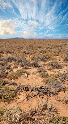 Buy stock photo A hot summer day in a dry highland savanna in south Africa with a cloudy sky copyspace. An empty landscape with green shrubs on barren land. Wild uncultivated field with copy space and thorny bushes