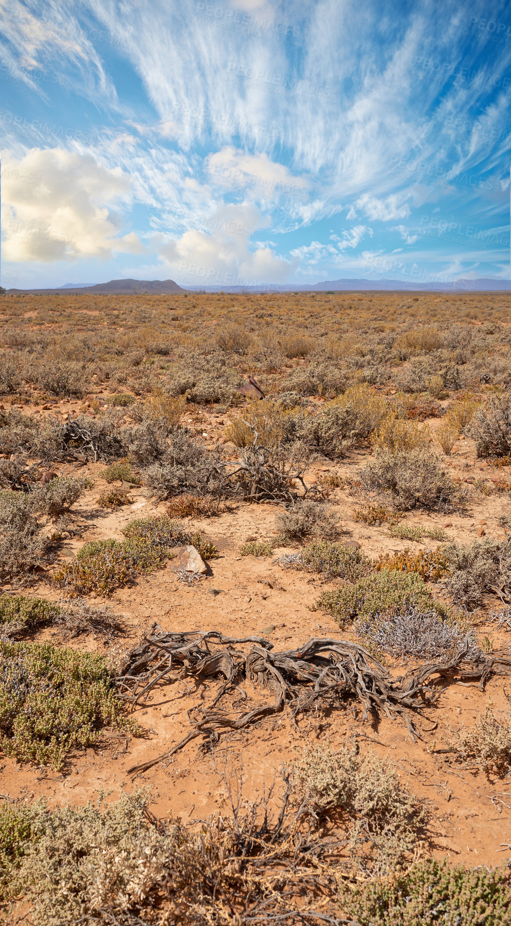 Buy stock photo A hot summer day in a dry highland savanna in south Africa with a cloudy sky copyspace. An empty landscape with green shrubs on barren land. Wild uncultivated field with copy space and thorny bushes
