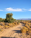 Dirt road through the savannah