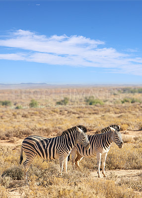 Buy stock photo African zebra in the wild  -  South Africa