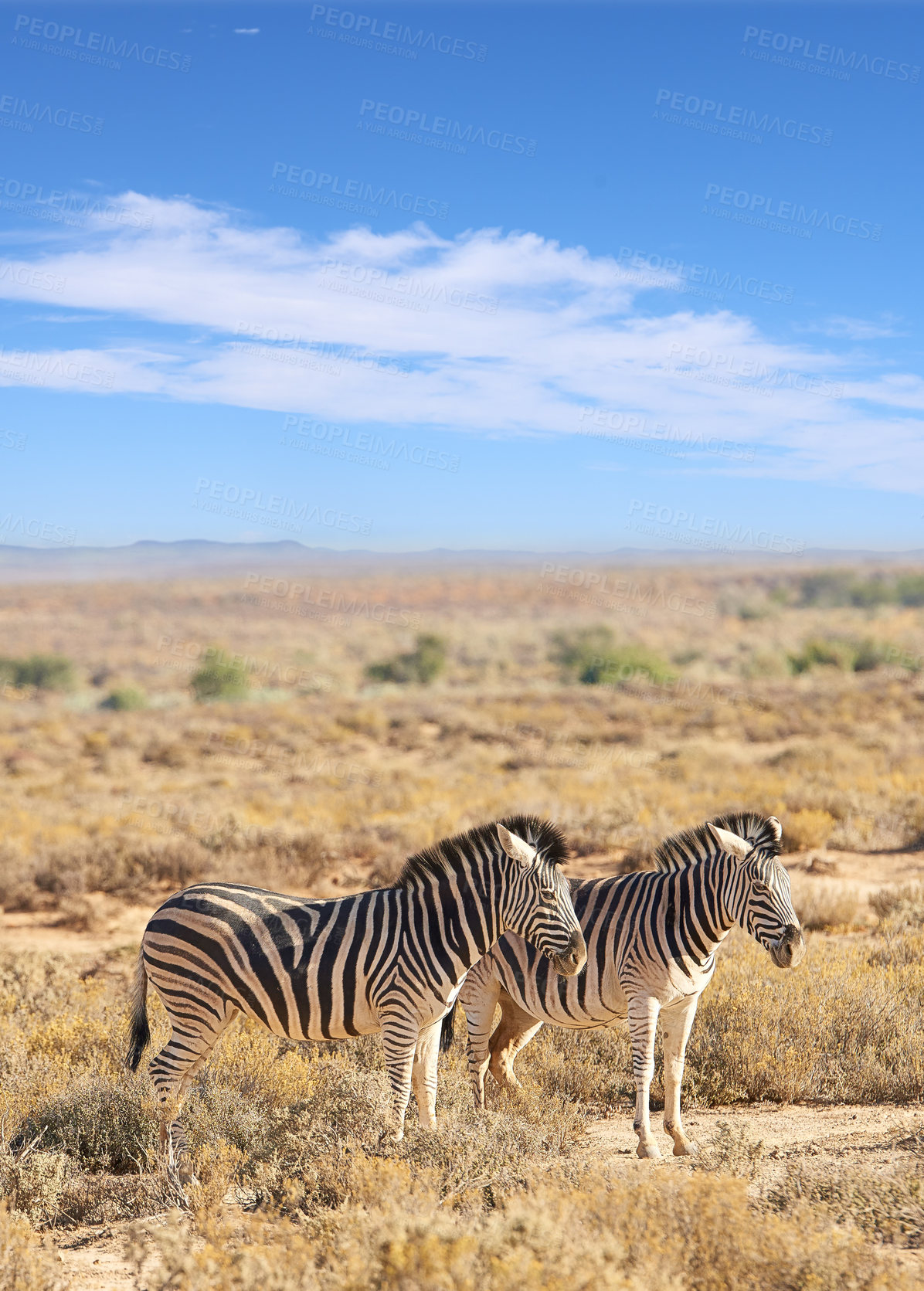 Buy stock photo African zebra in the wild  -  South Africa