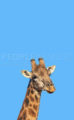 Buy stock photo Portrait of a beautiful giraffe -  South Africa