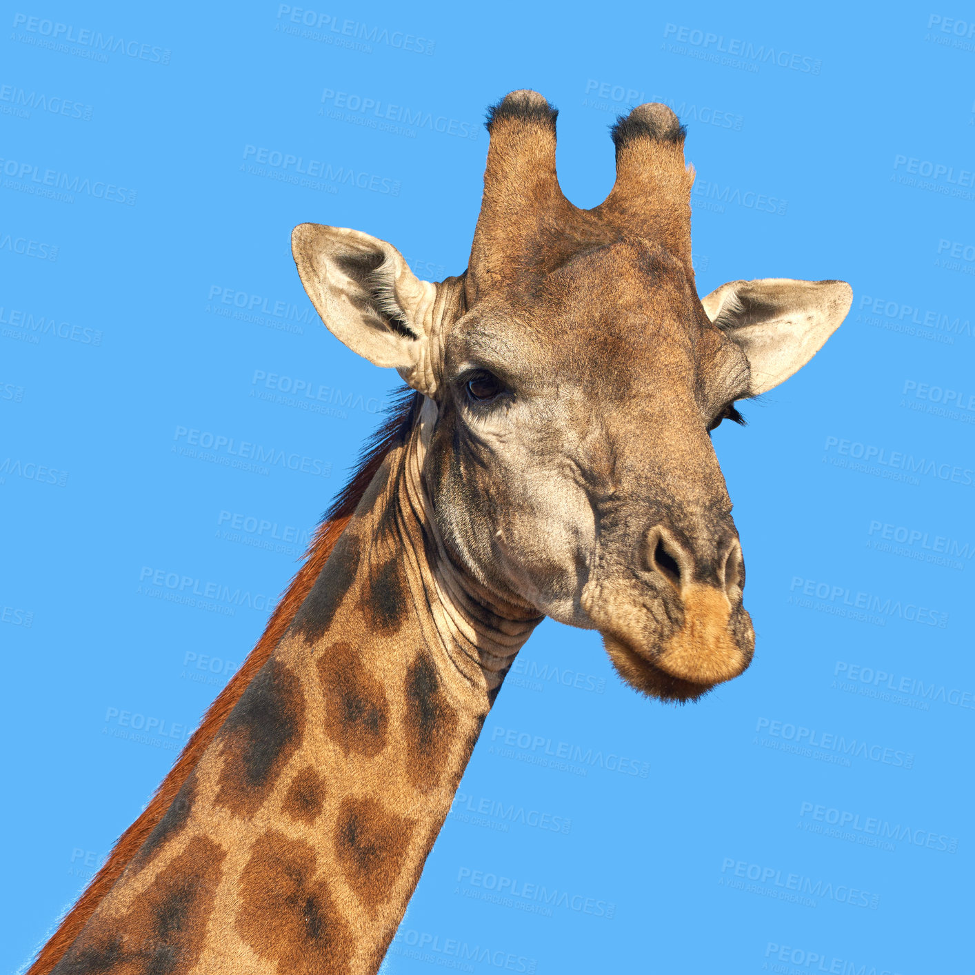 Buy stock photo Portrait of a beautiful giraffe -  South Africa