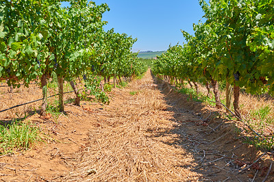 Buy stock photo Vineyard row on a grape farm that produces wine in Stellenbosch. Wine making industry crops on a sunny day. Grapevines in summer. Beautiful green plants before harvest