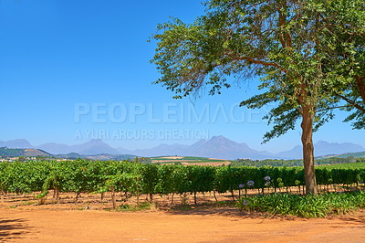 Buy stock photo Green vineyard in South Africa against a clear blue sky with mountains on a sunny day. A single tree on a wine farm in the garden route of Stellenbosch. Grapes in an orchard for cultivation.