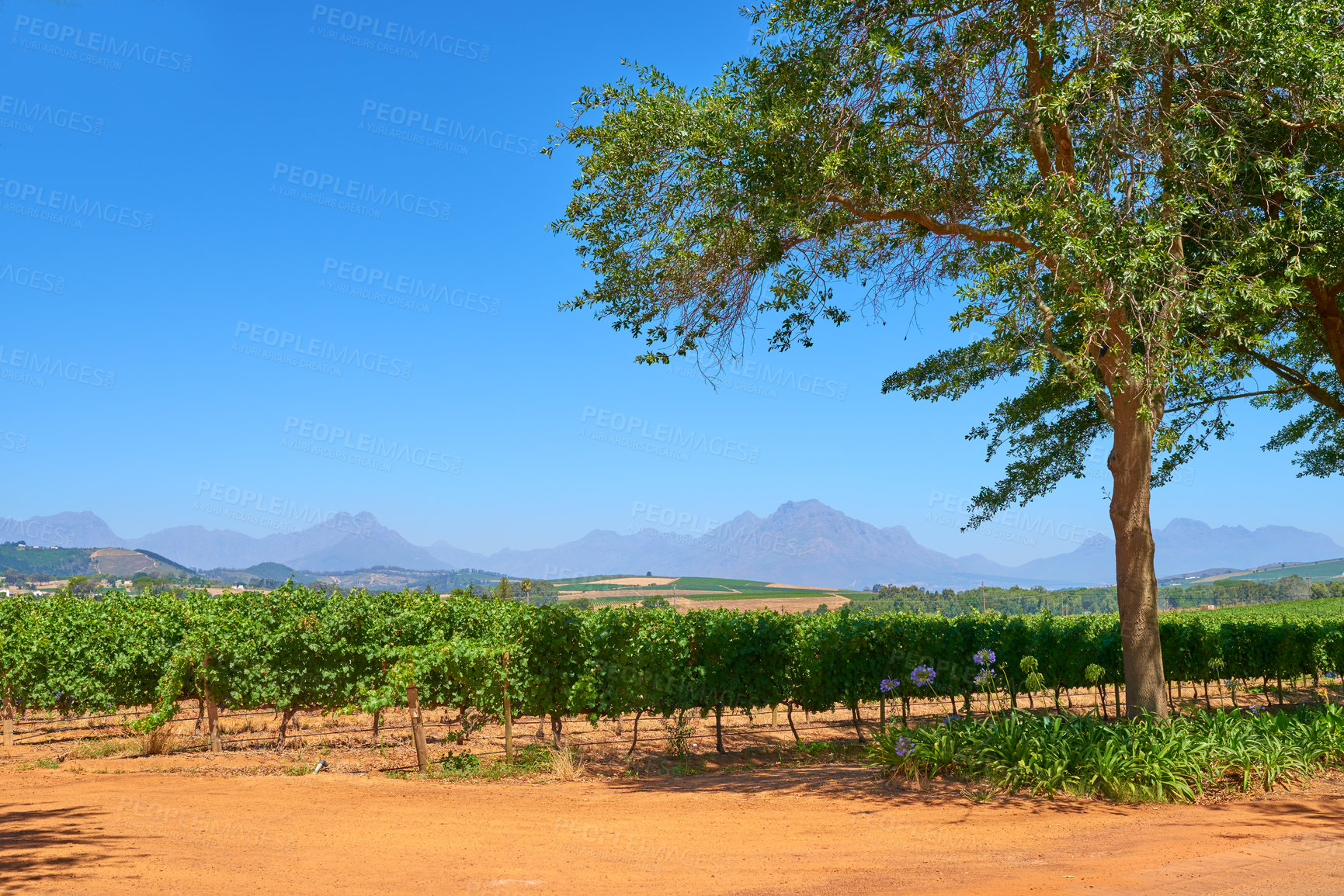 Buy stock photo Green vineyard in South Africa against a clear blue sky with mountains on a sunny day. A single tree on a wine farm in the garden route of Stellenbosch. Grapes in an orchard for cultivation.