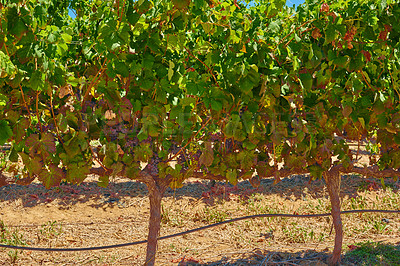 Buy stock photo Closeup of fresh red grapes growing on a wine farm in Stellenbosch district, Western Cape province, South Africa. Ripe bunches of grapes growing on a green vine in a vineyard, ready to be harvested 