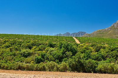 Buy stock photo A lush green wine farm on a summer day with clear blue sky copyspace. Vibrant Stellensbosch district, Western Cape Province, South Africa. Peaceful vineyard landscape with rows of growing grape crops