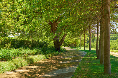 Buy stock photo Big leafy trees standing in a row on a scenic garden route to the vineyards in Sellenbosch, South Africa. Park with trees and a pathway for strolling. Empty garden for relaxing and admiring nature