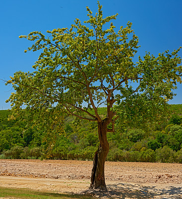 Buy stock photo A single green tree on a summer day, growing on an estate or wine farm in Stellenbosch district, Western Cape province, South Africa. An English Oak or apple tree with lush bushes in the background 