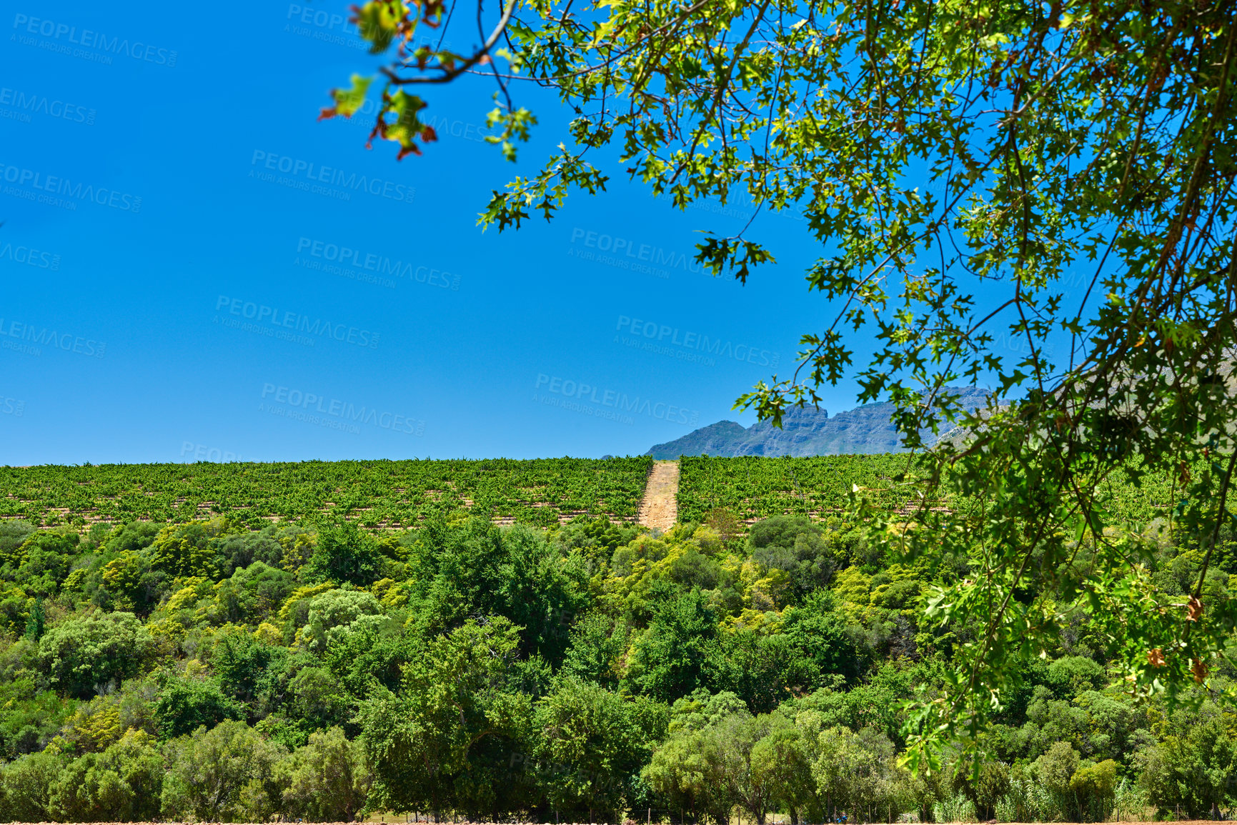 Buy stock photo Green landscape of a vineyard with open blue sky in a wine growing area. Lots of bushes or plantations on a wine farm with mountain outlines in the background in Stellenbosch, South Africa