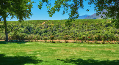 Buy stock photo Cape Winelands of the Stellenbosch district in the Western Cape. Green landscape of a vineyard or open land in a grape growing area. Many bushes bordering a plantation on a wine farm with mountains