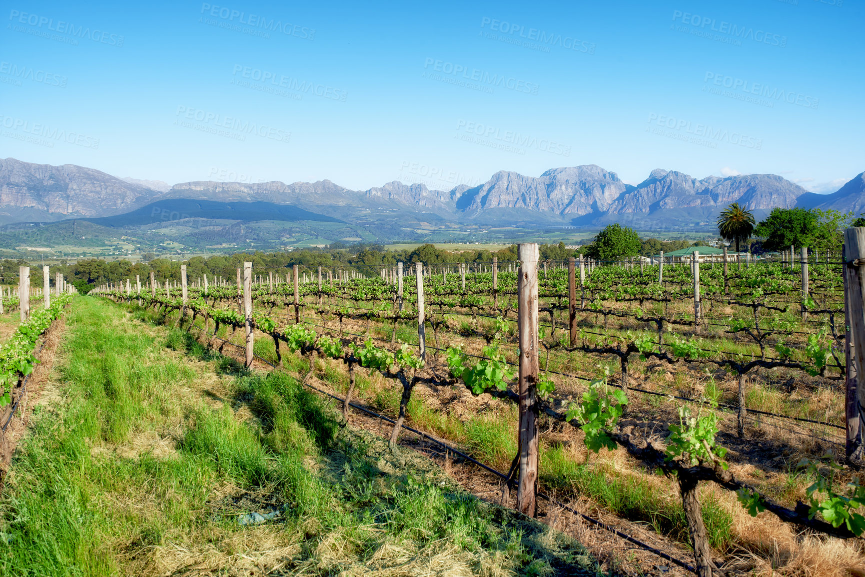 Buy stock photo Ecological organic vineyards of the Stellenbosch district, Western Cape Province, South Africa. Closeup of multiple rows of vines growing on sustainable a farm with mountains on a scenic background