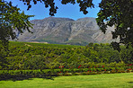 A photo of wine fields - Shot near Stellenbosch, Western Cape, South Africa.
