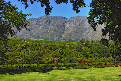 Buy stock photo Landscape view of vineyard and mountains in wine country. Organic, sustainable, environment estate, plantation growing grapes for alcohol industry in Stellenbosch, Western Cape, South Africa in summer