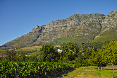 Buy stock photo Summer vineyard surrounded by mountains in Stellenbosch, South Africa. Green plantations, grapevines, and trees with rocky hills in the background and a bright open blue sky. Lush wine growing farm 