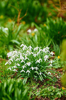 Buy stock photo Snowdrop - a widely cultivated bulbous European plant that bears drooping white flowers during the late winter