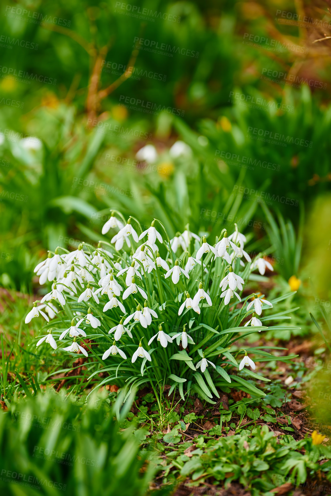 Buy stock photo Snowdrop - a widely cultivated bulbous European plant that bears drooping white flowers during the late winter