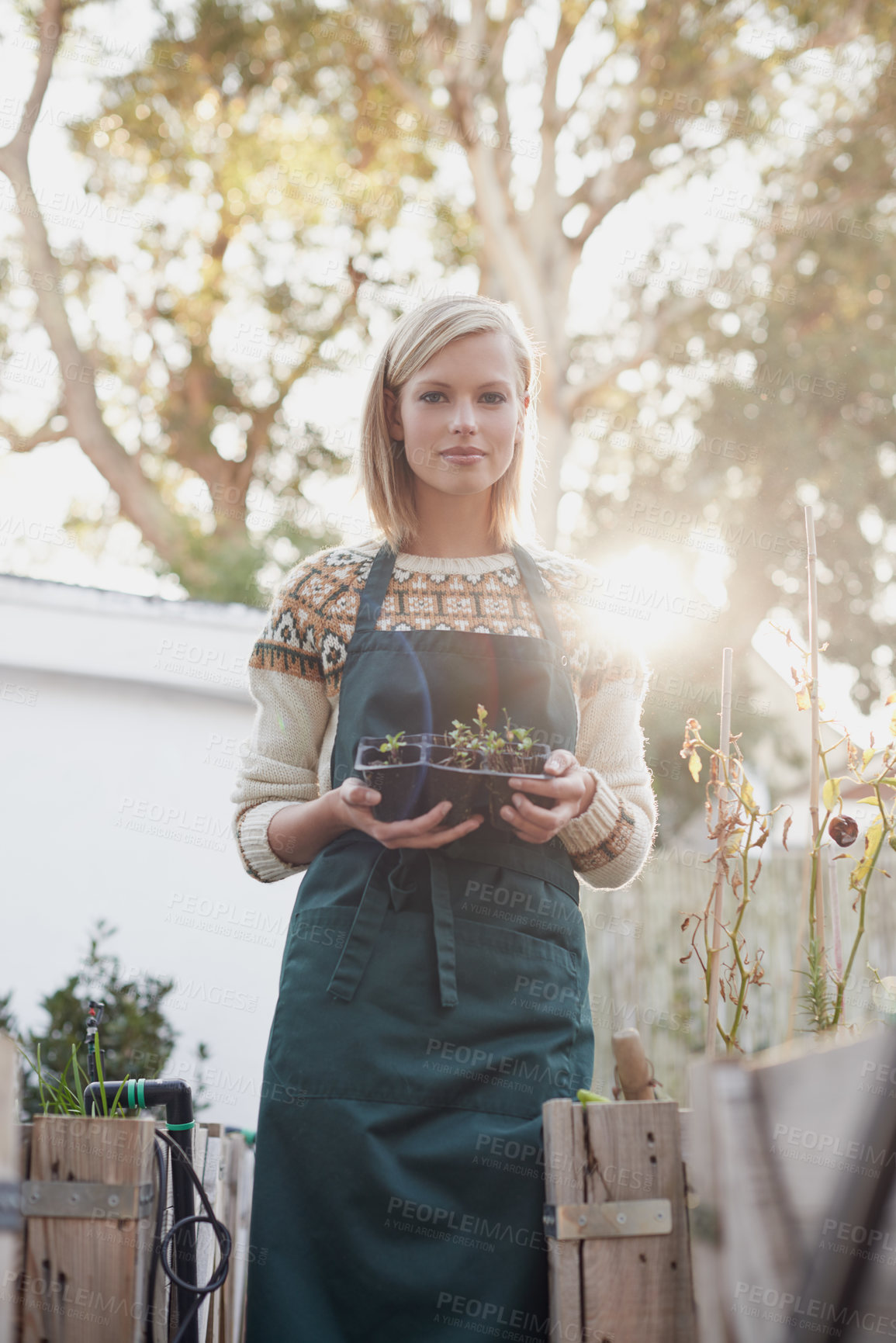 Buy stock photo Gardening, morning and portrait of woman with plants for landscaping, planting flowers and growth. Agriculture, nature and face of person outdoors for environment, ecology and nursery in garden