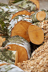 Birch firewood