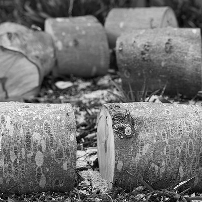 Buy stock photo Forest, wood and trees for timber in nature for farming, agriculture and sustainable business. Background, black and white and closeup of logs, stump and trunk for firewood, lumber and material