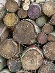 Birch firewood