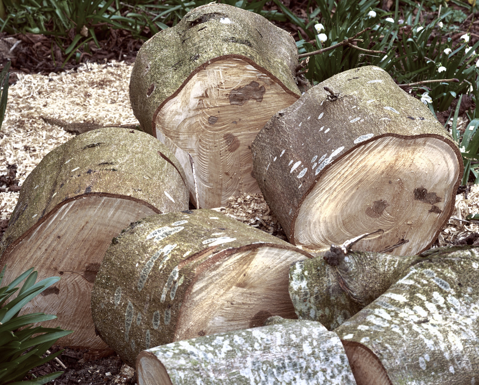 Buy stock photo Environment, wood and trees for timber in nature for farming, agriculture and sustainable business. Background, deforestation and closeup of logs, stump and trunk for firewood, lumber and material