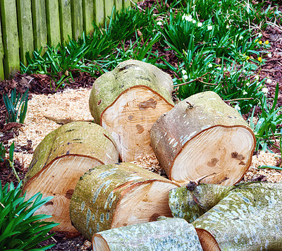 Buy stock photo Material, wood and trees for timber in nature for farming, agriculture and sustainable business. Background, deforestation and closeup of logs, stump and trunk for firewood, lumber and environment