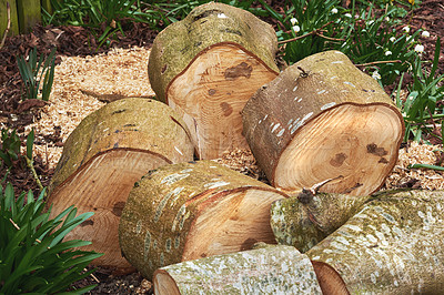 Buy stock photo Deforestation, wood and trees for timber in nature for farming, agriculture and sustainable business. Background, environment and closeup of logs, stump and trunk for firewood, lumber and material