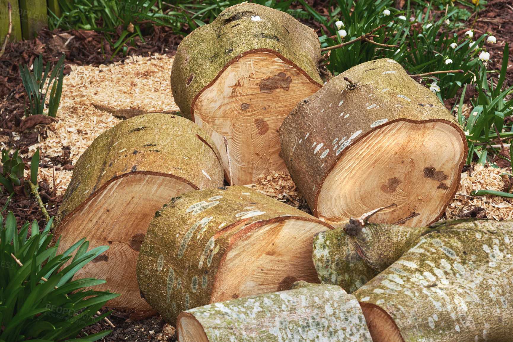 Buy stock photo Deforestation, wood and trees for timber in nature for farming, agriculture and sustainable business. Background, environment and closeup of logs, stump and trunk for firewood, lumber and material