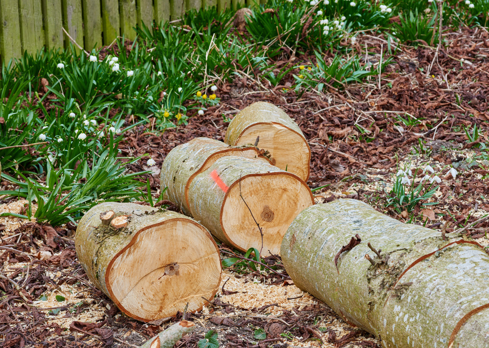 Buy stock photo Wood, tree trunk and pile on ground, garden and nature with fuel, heat and material for construction. Timber, outdoor and carpentry supplies with pattern, textures and energy source in backyard
