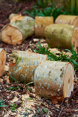 Buy stock photo Chestnut tree - very fine firewood. Clearing up the garden.