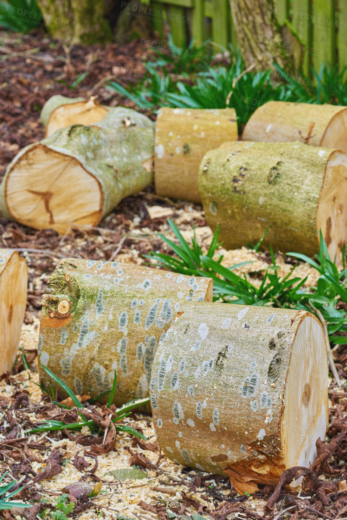 Buy stock photo Wood, tree stump and log on ground, pile and outdoor for fuel, heat and material for construction in forest. Timber, nature and carpentry supplier with pattern, textures and sustainable industry