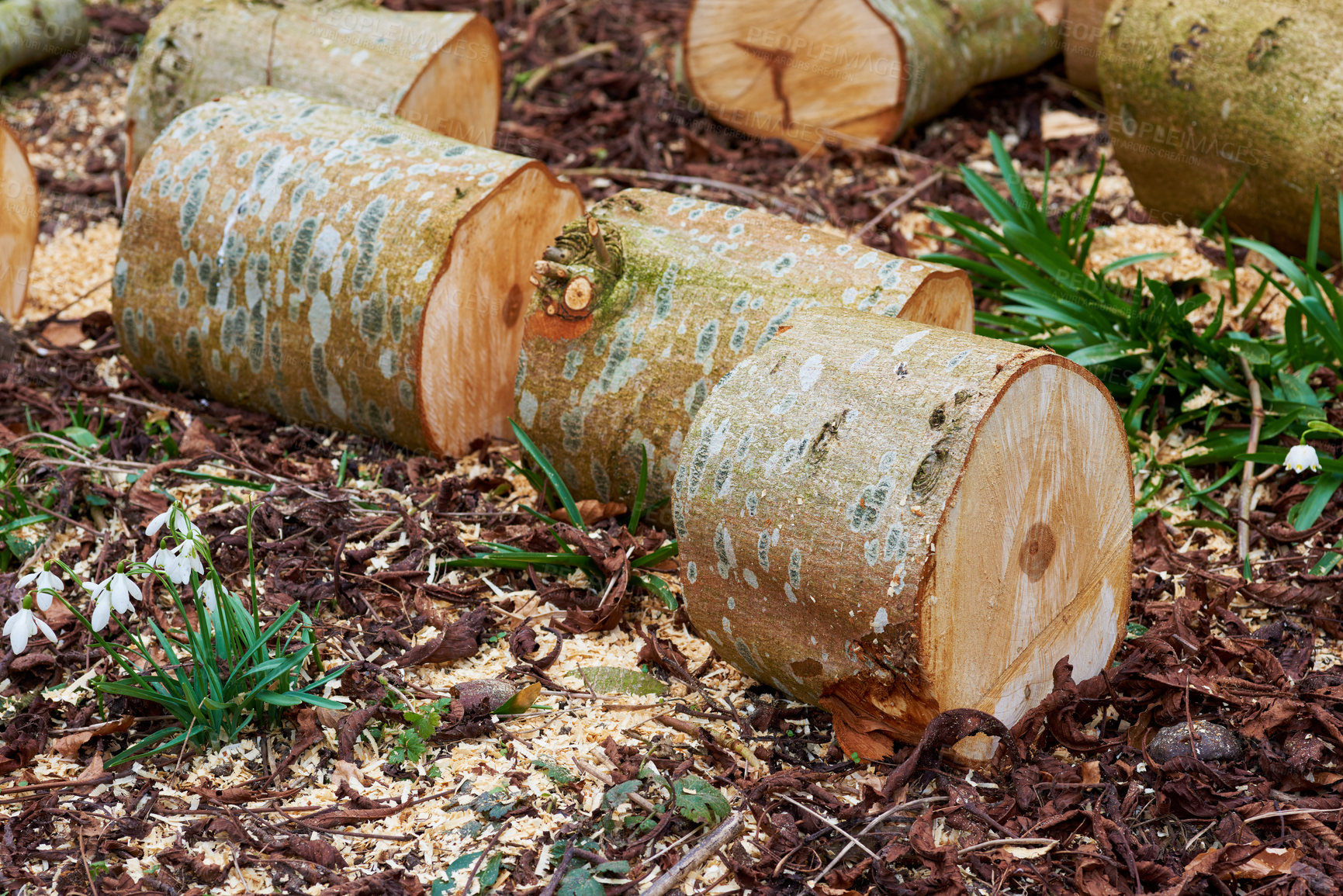 Buy stock photo Chestnut tree - very fine firewood. Clearing up the garden.