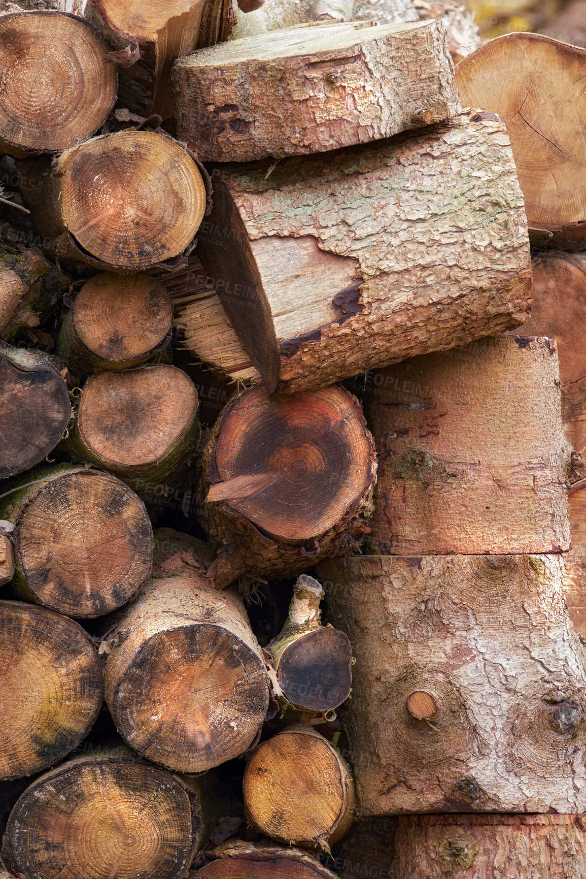 Buy stock photo Chestnut tree - very fine firewood. Clearing up the garden.