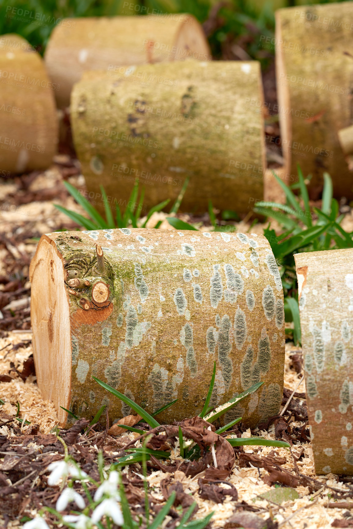 Buy stock photo Environment, log and trees for timber in nature for farming, agriculture and sustainable business. Background, deforestation and closeup of wood, stump and trunk for firewood, lumber and material