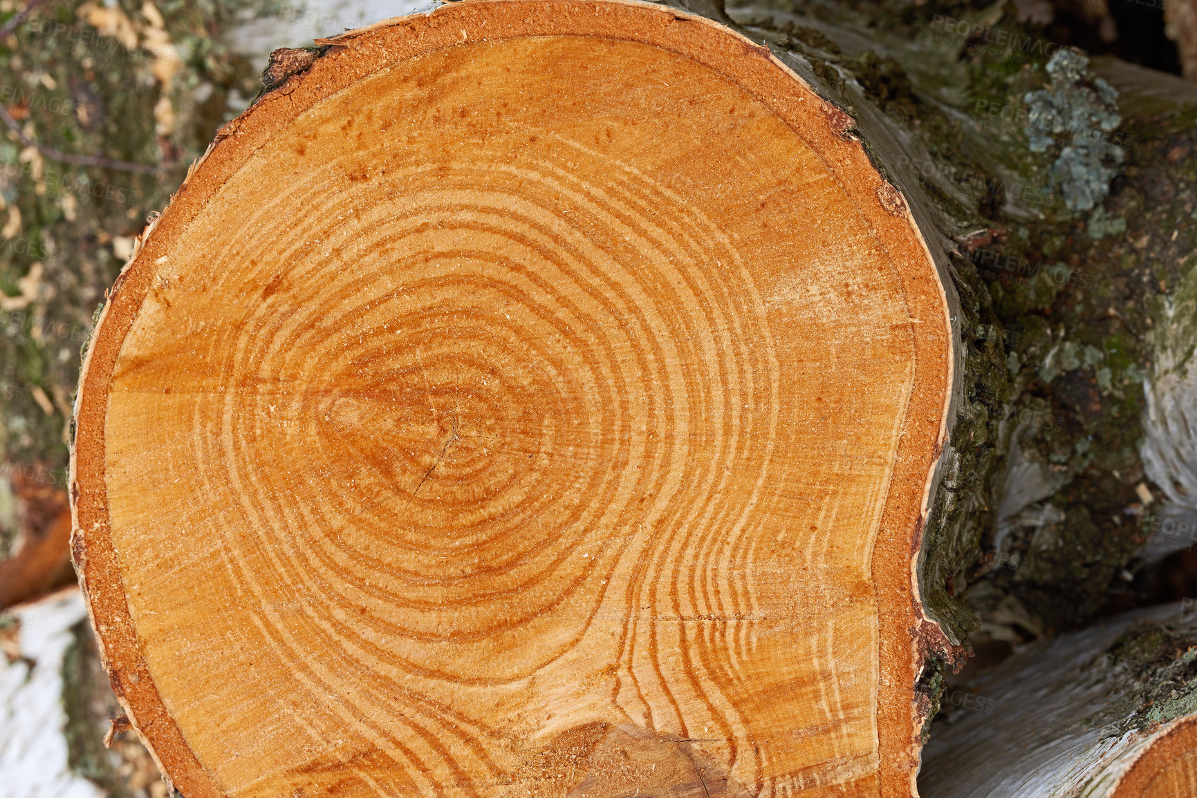 Buy stock photo Birch tree - very fine firewood. Clearing up the garden.